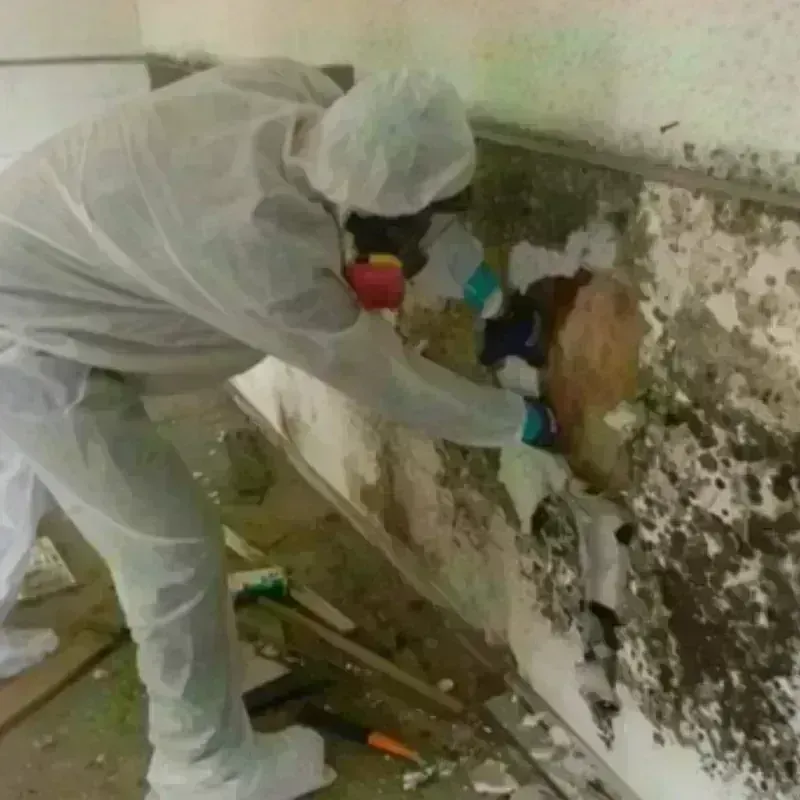 Mold Remediation and Removal in Coupeville, WA